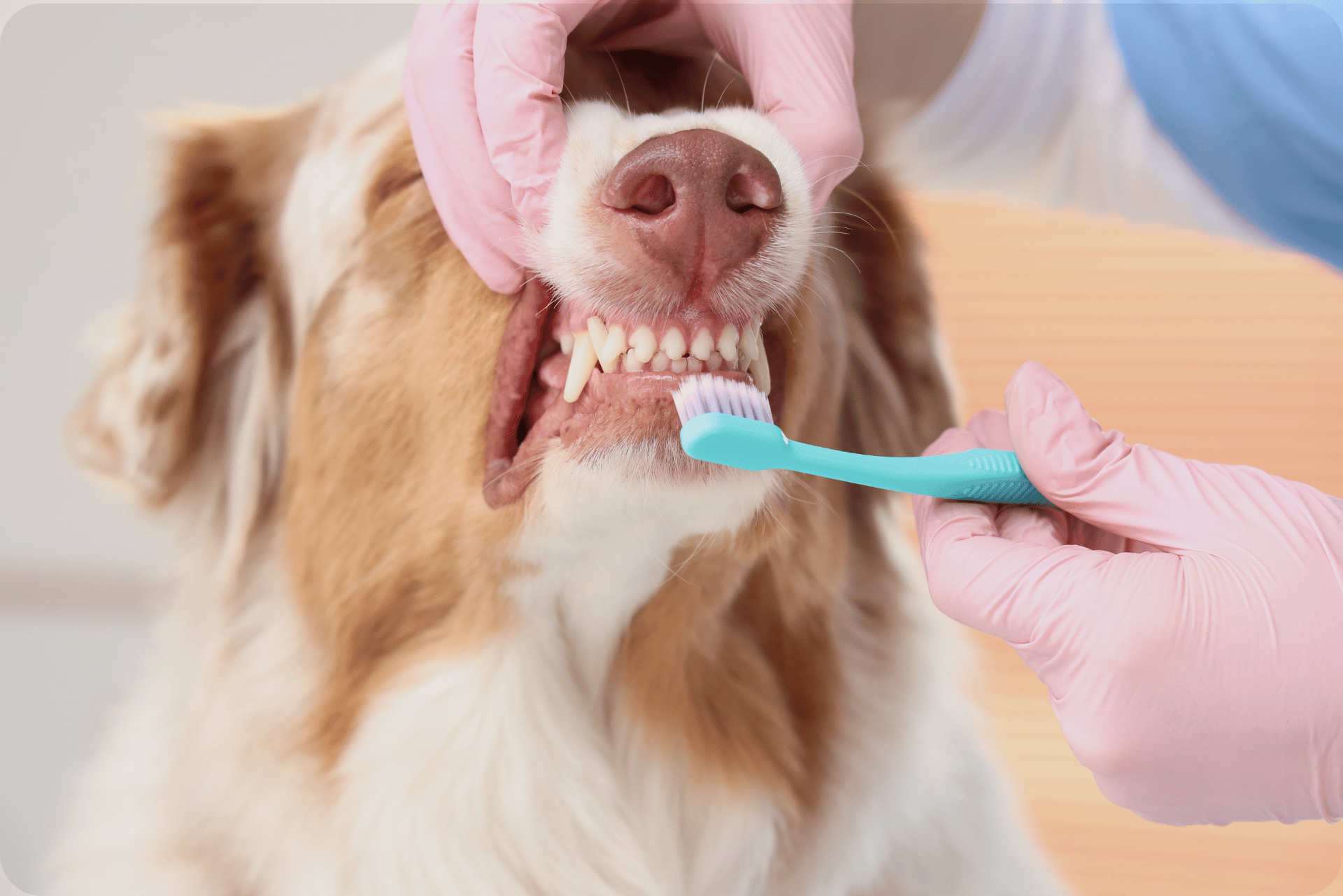 clean-you-pet-san-angelo