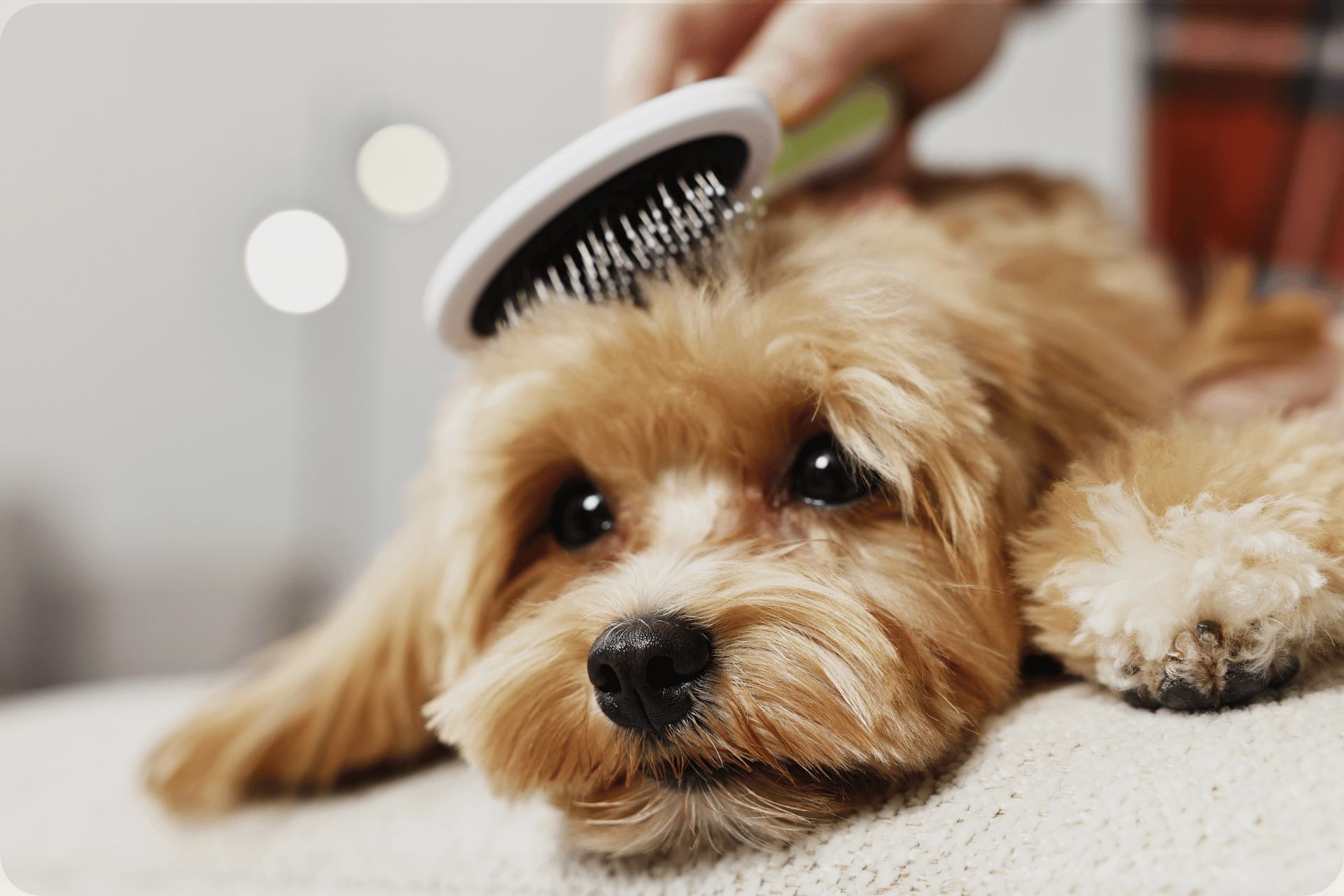 pet-cleaning-service-san-angelo